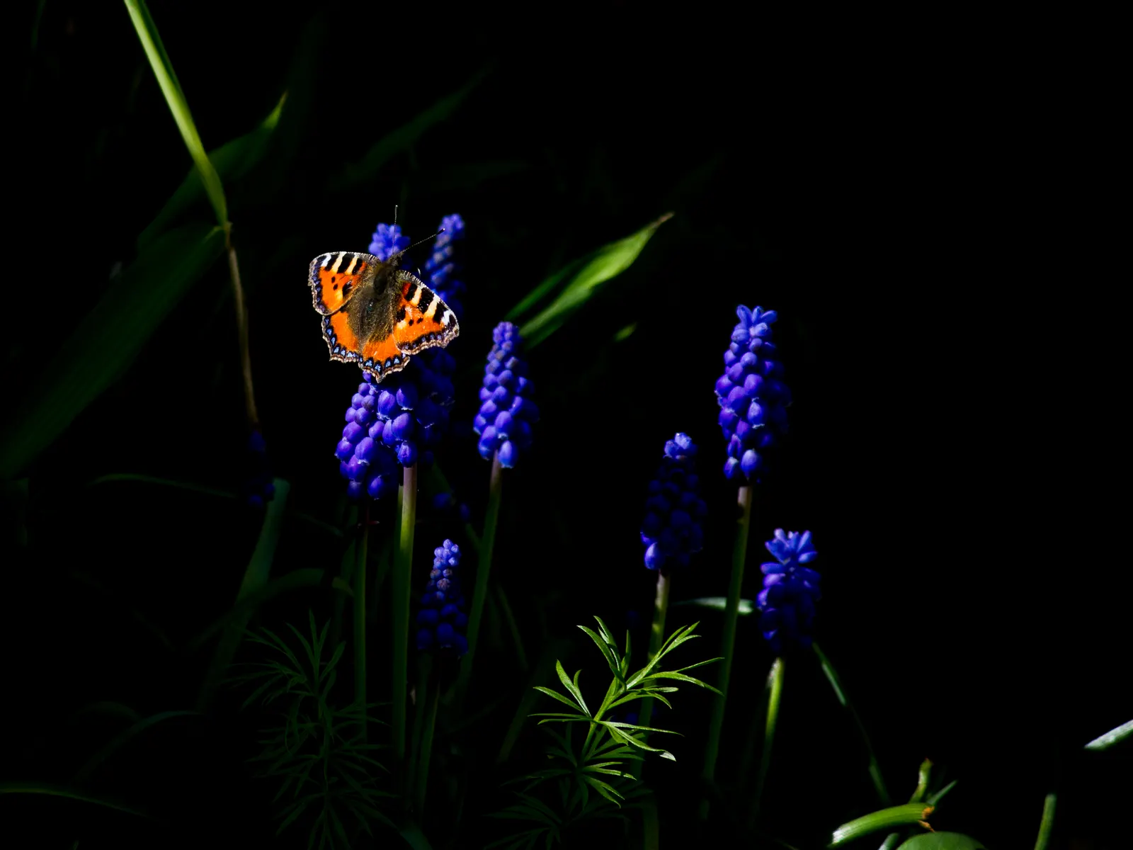 Grape Hyacinth (Muscari Armeniacum) — bulb / ground cover for full or half; offering a layered look of contrasting shapes and heights, image 161