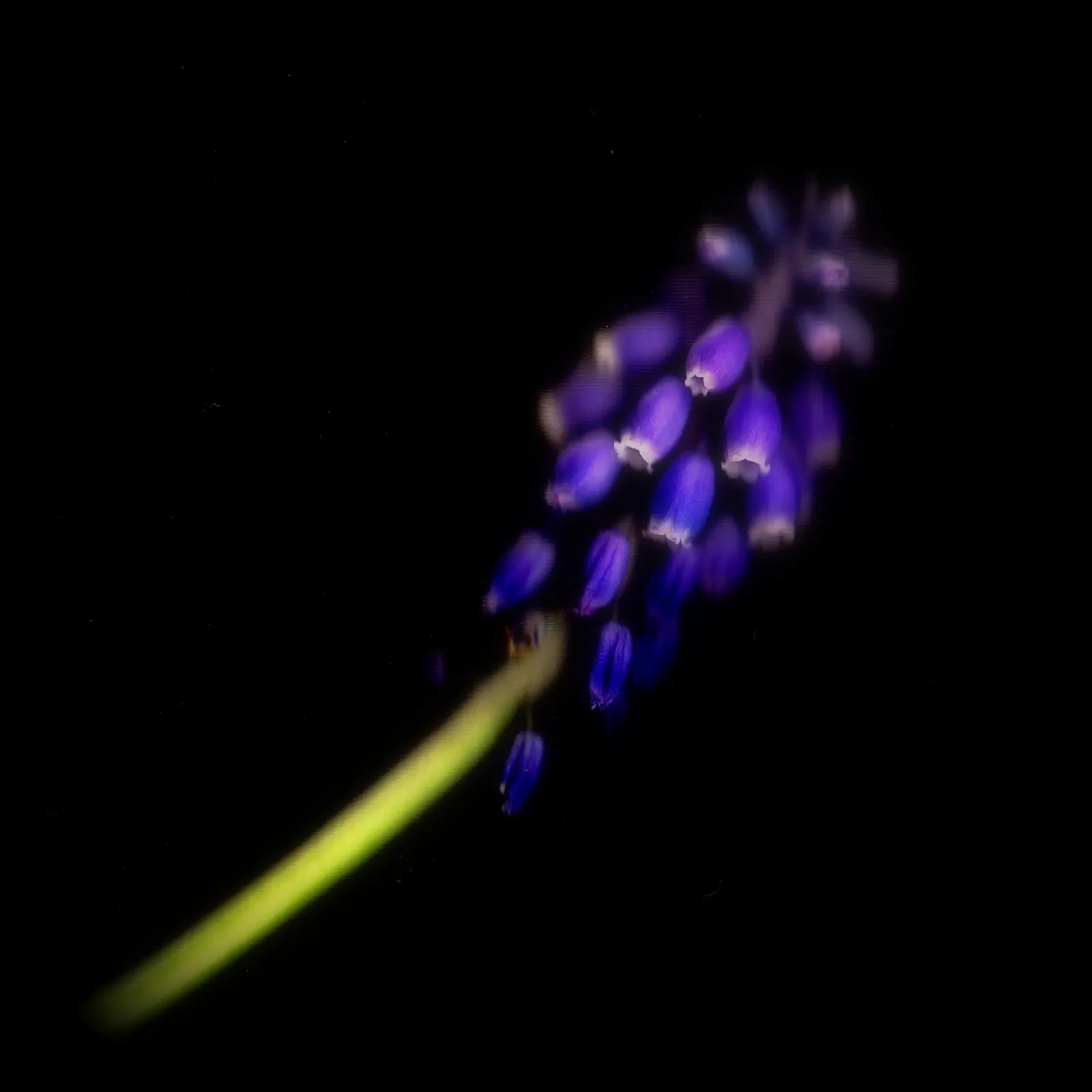 Grape Hyacinth (Muscari Armeniacum) — making them an effortless choice for both beginners and seasoned gardeners.<br><br>When composing your, image 129