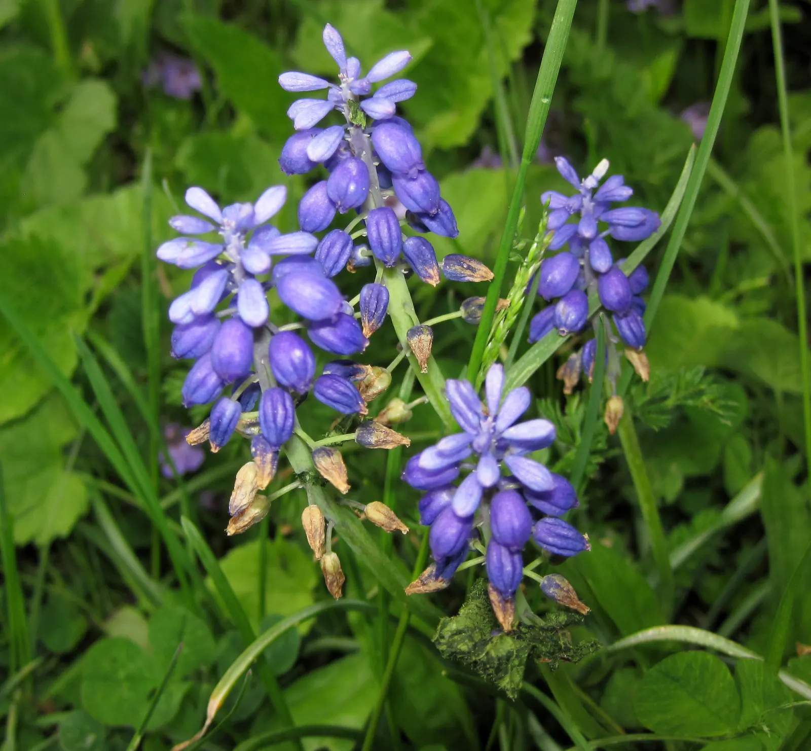 Grape Hyacinth (Muscari Armeniacum) — Once established, it requires minimal maintenance and is deer-resistant; the plant reaches 6-9 inches in height and