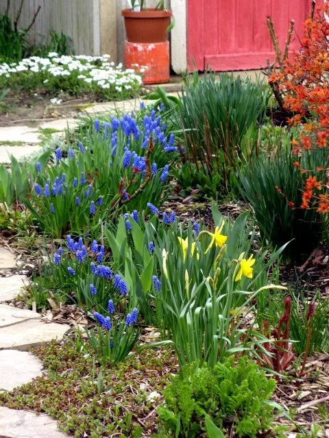 Grape Hyacinth (Muscari Armeniacum) — making them an effortless choice for both beginners and seasoned gardeners.<br><br>When composing your design