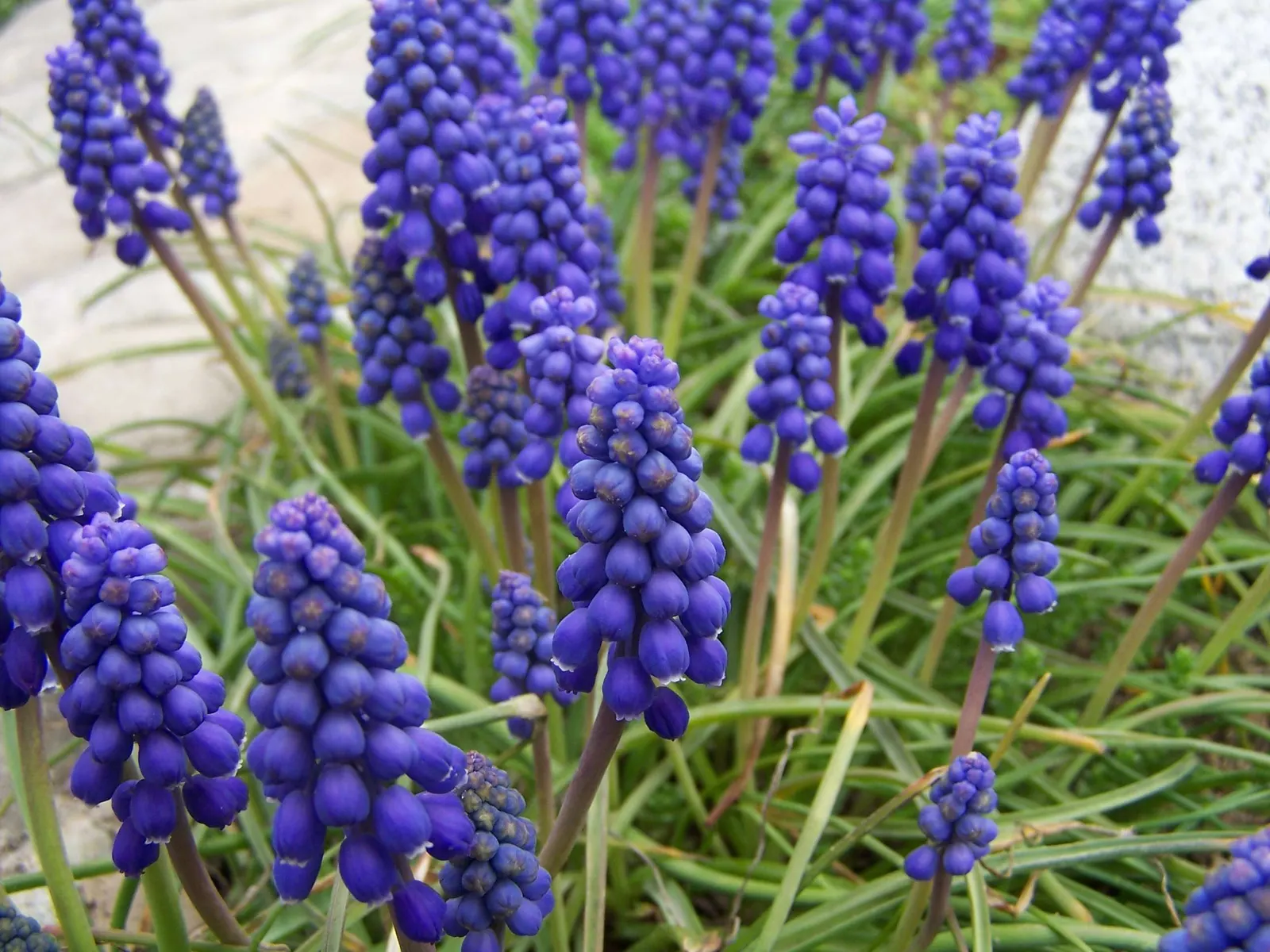 Grape Hyacinth (Muscari Armeniacum) — offering a layered look of contrasting shapes and heights; bulb / ground cover with blue blooms, image 204