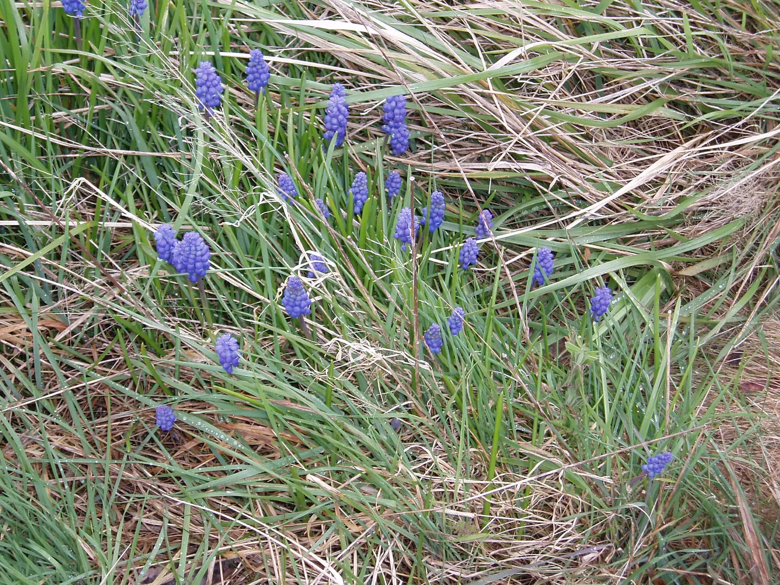 Grape Hyacinth (Muscari Armeniacum) — offering a layered look of contrasting shapes and heights; bulb / ground cover with blue blooms, image 112