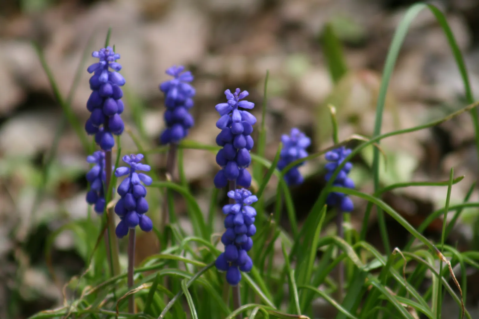 Grape Hyacinth (Muscari Armeniacum) — making them an effortless choice for both beginners and seasoned gardeners.<br><br>When composing your, image 106