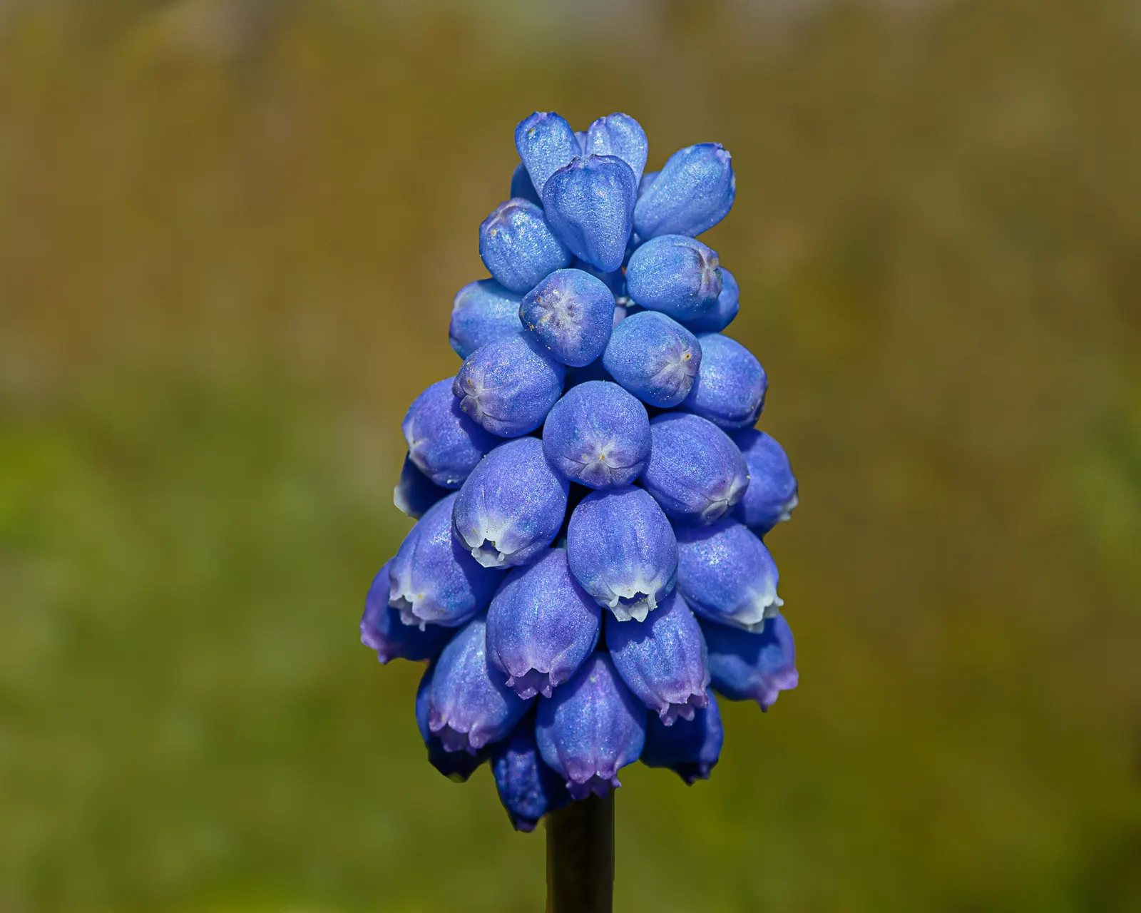 Grape Hyacinth (Muscari Armeniacum) — The plant reaches 6-9 inches in height and thrives in USDA zones 4-8, preferring full sun to partial shade, image 140