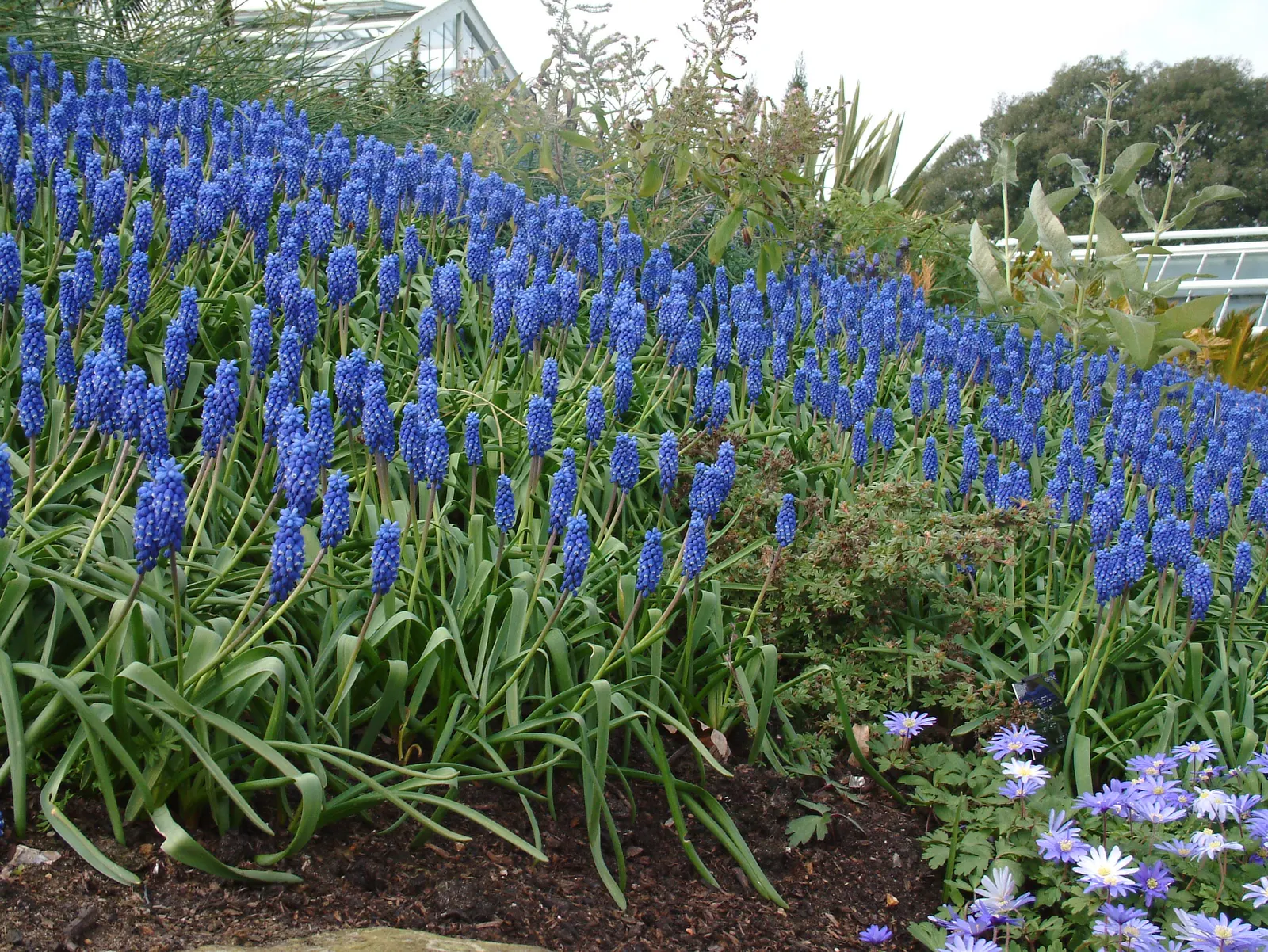 Grape Hyacinth (Muscari Armeniacum) — bulb / ground cover for full or half; offering a layered look of contrasting shapes and heights, image 92