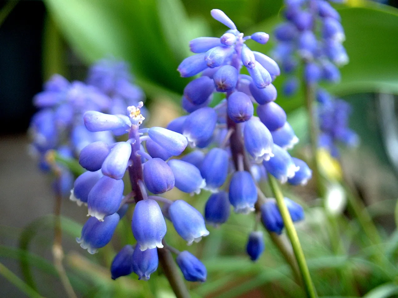 Grape Hyacinth (Muscari Armeniacum) — Grape Hyacinths require marginal maintenance