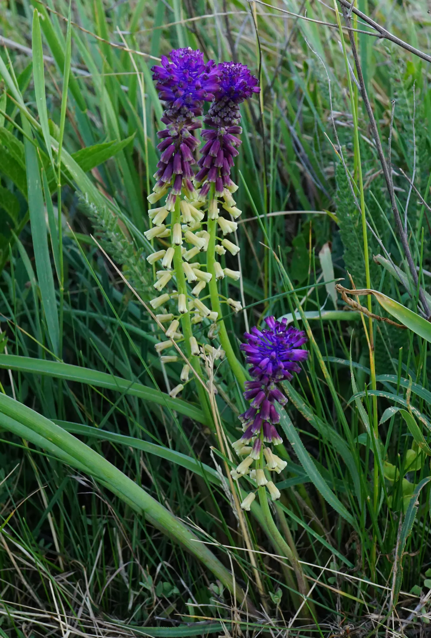 Grape Hyacinth (Muscari Armeniacum) — urn-shaped deep blue flowers resembling tiny grapes; once established, it requires minimal maintenance and is, image 47