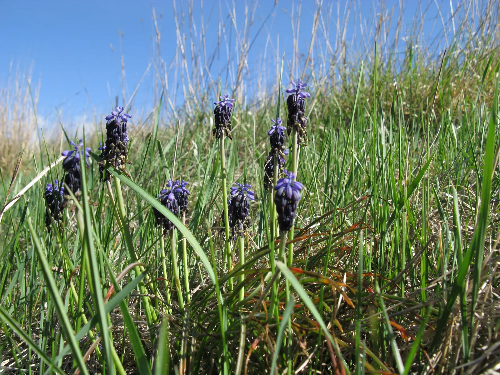 Grape Hyacinth (Muscari Armeniacum) — Muscari armeniacum naturalizes easily; multiplying and returning with a delightful show year after year, image 62