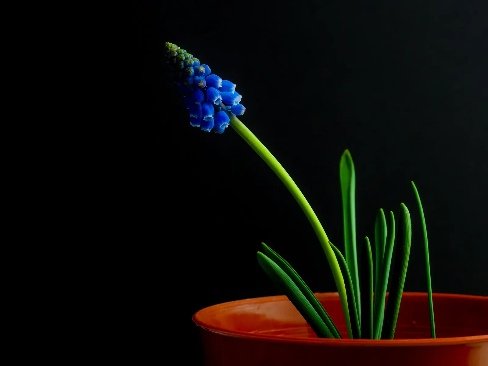 Grape Hyacinth (Muscari Armeniacum) — Each spike can grow to be 6 to 8 inches tall; blue flowers in the garden, image 171