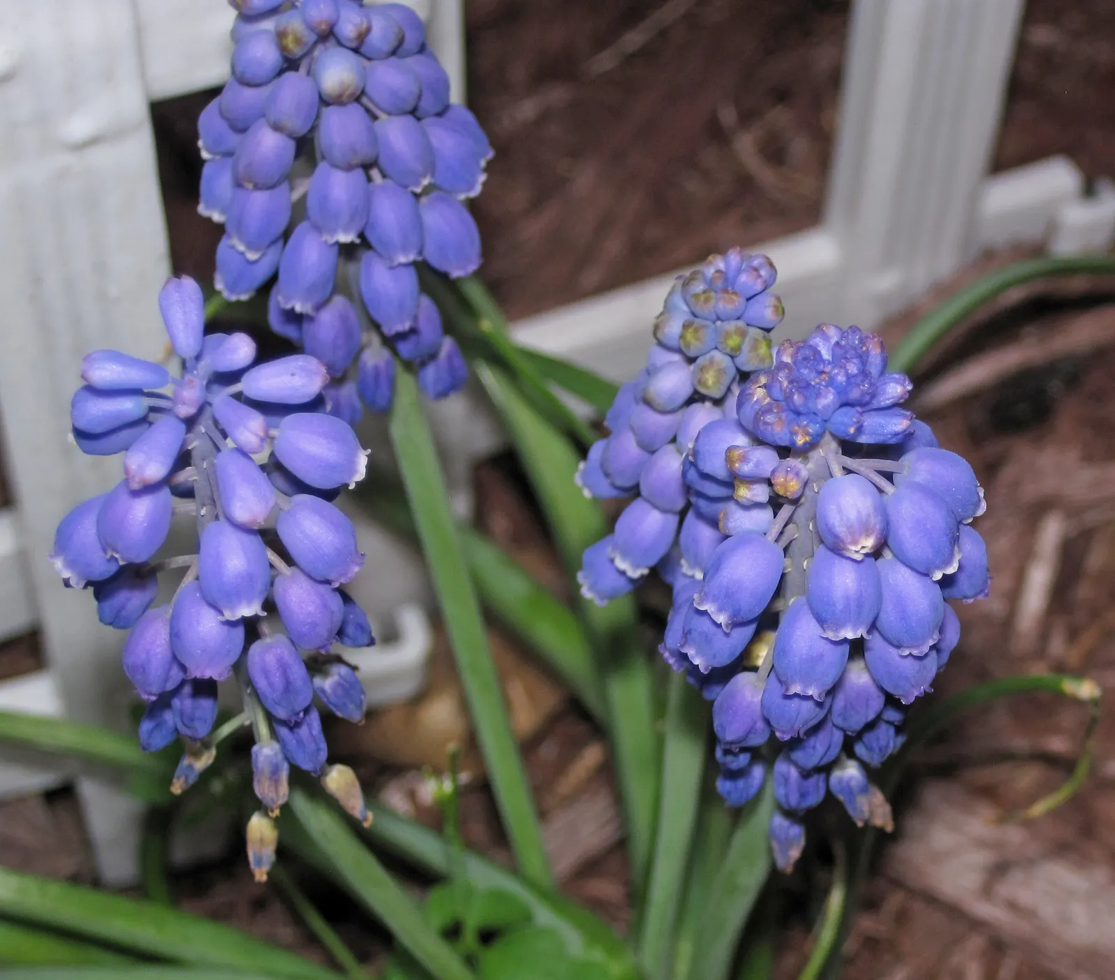 Grape Hyacinth (Muscari Armeniacum) — Once established, it requires minimal maintenance and is deer-resistant; the plant reaches 6-9 inches in, image 234