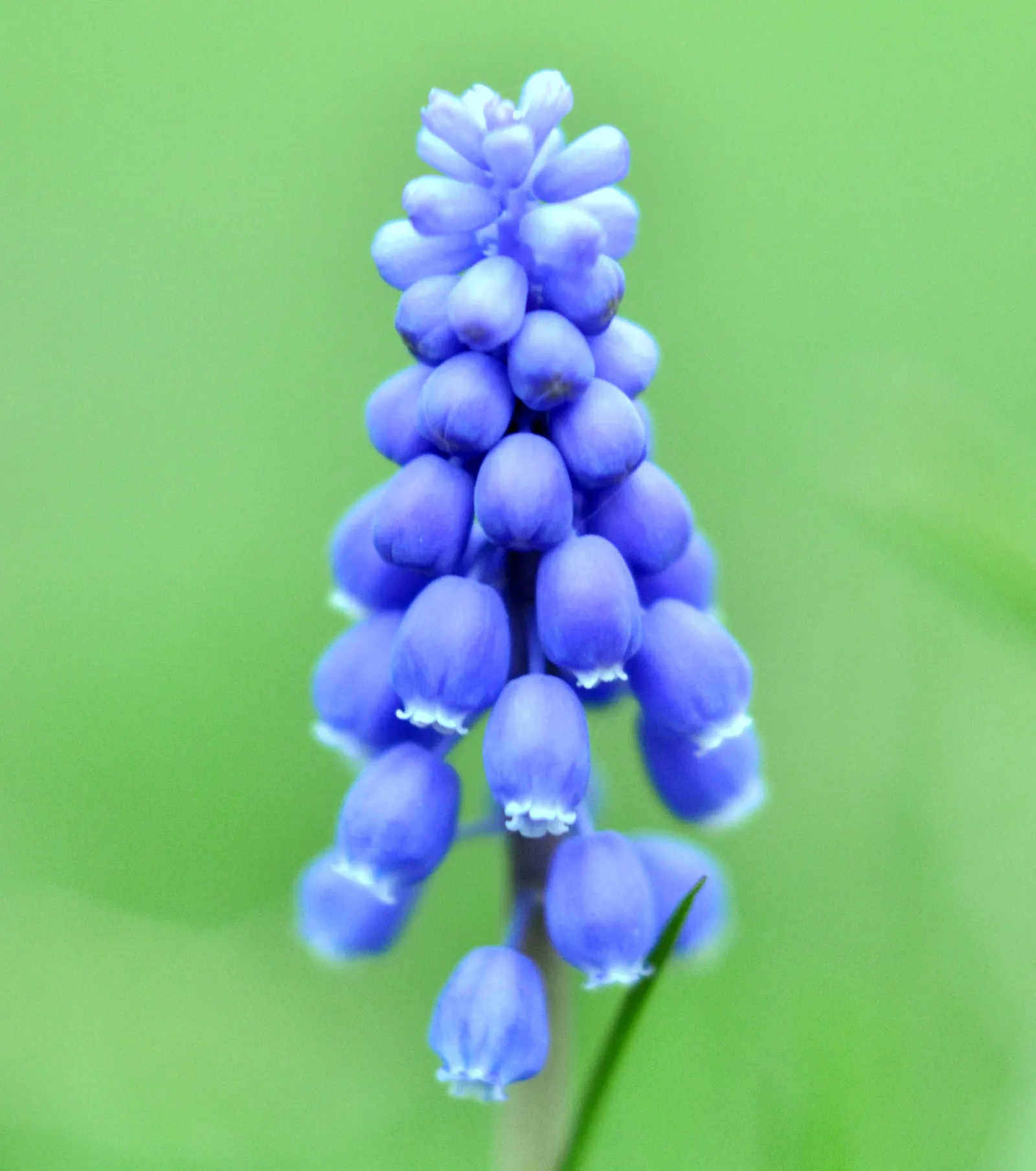 Grape Hyacinth (Muscari Armeniacum) — signaling the arrival of spring; resembling miniature grapes, image 87