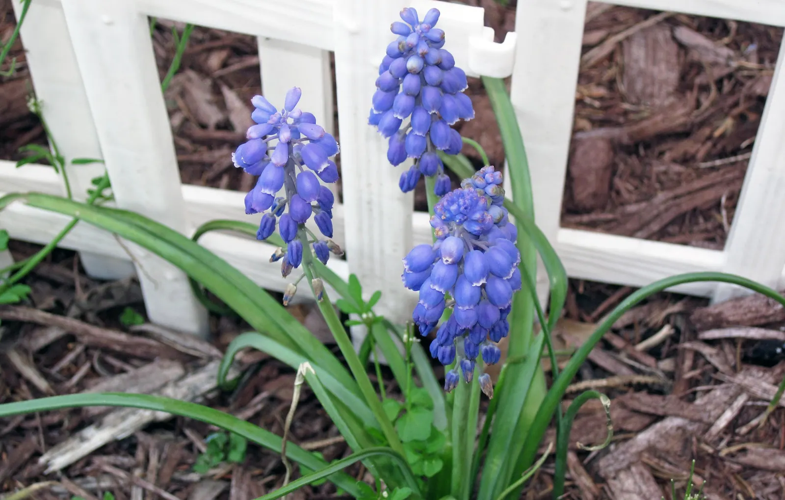 Grape Hyacinth (Muscari Armeniacum) — It also pairs beautifully with other spring bloomers like tulips and daffodils; a planting depth of 3 to 4, image 180