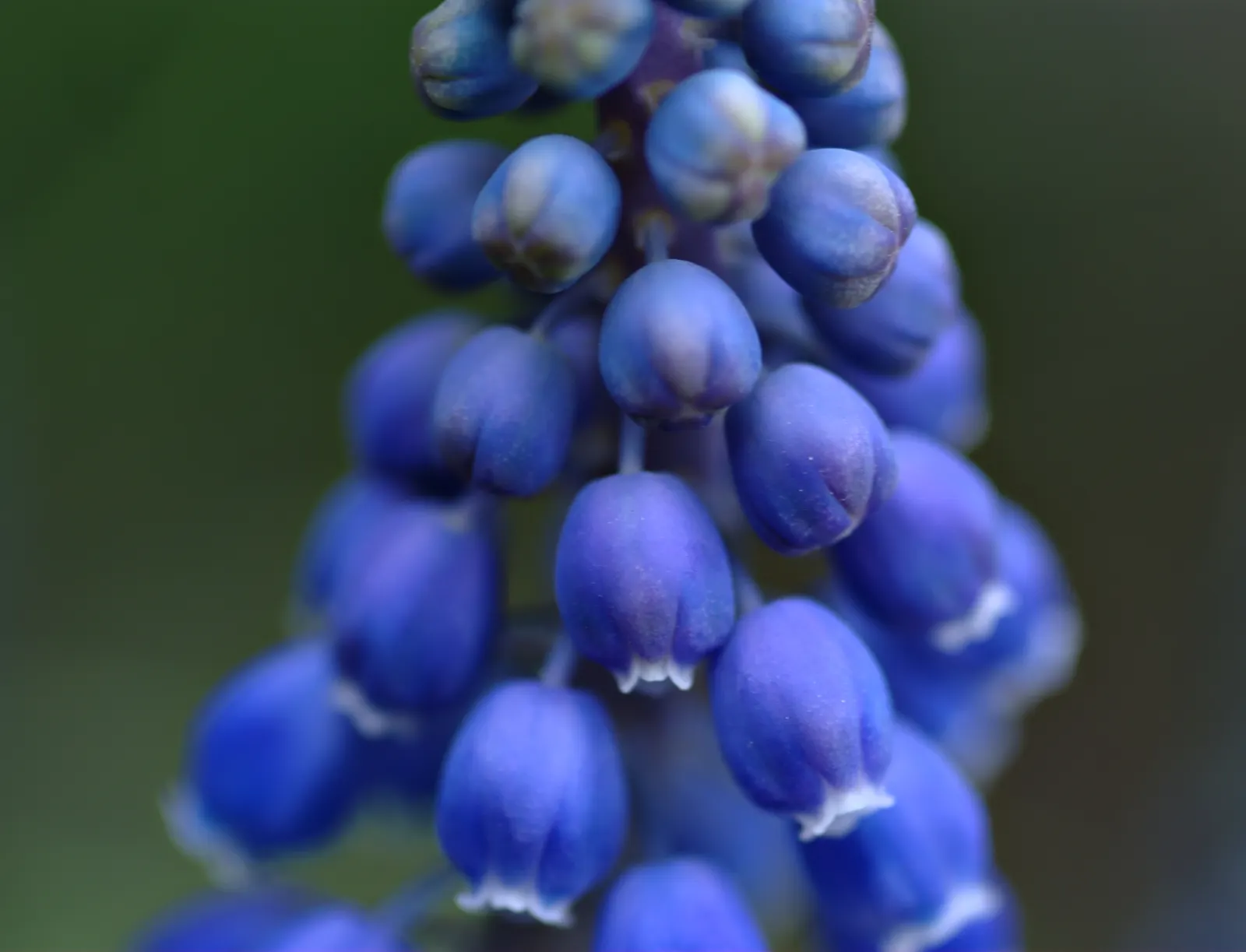 Grape Hyacinth (Muscari Armeniacum) — signaling the arrival of spring