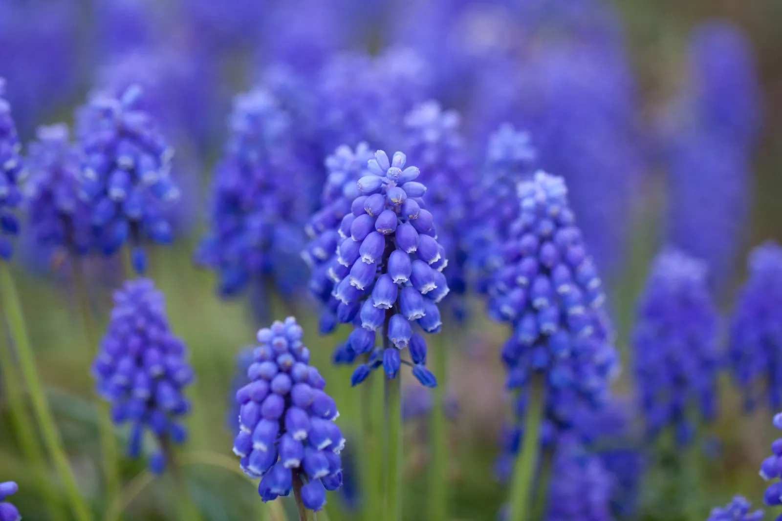 Grape Hyacinth (Muscari Armeniacum) — resembling miniature grapes; this plant is characterized by its densely clustered, image 146