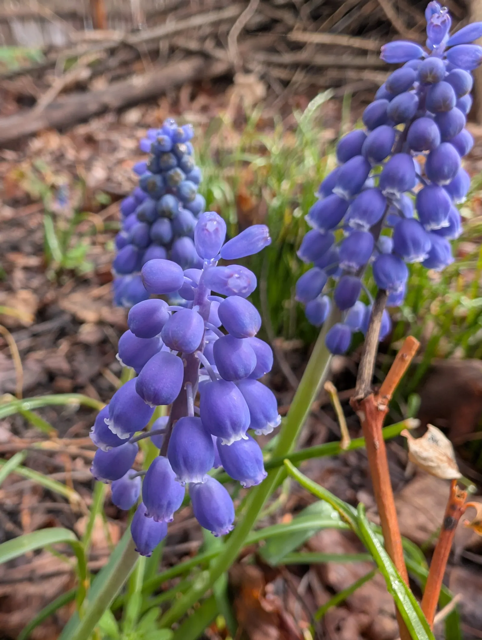 Grape Hyacinth (Muscari Armeniacum) — is a charming and resilient bulbous perennial that would make an excellent addition to your landscape design, image 121