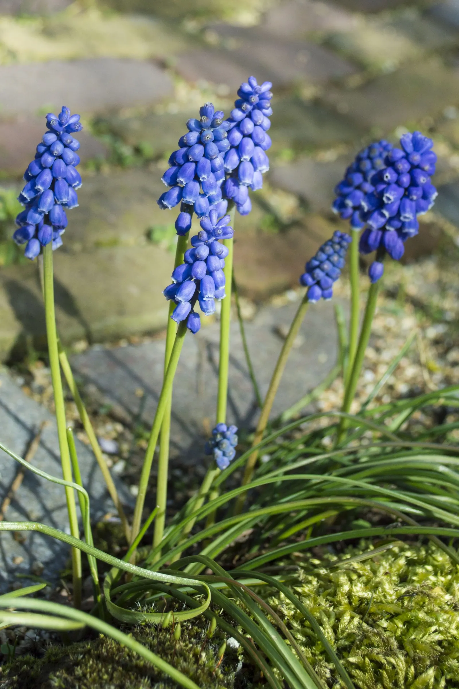 Grape Hyacinth (Muscari Armeniacum) — A planting depth of 3 to 4 inches is recommended to ensure optimal growth; each spike can grow to be 6 to 8, image 107