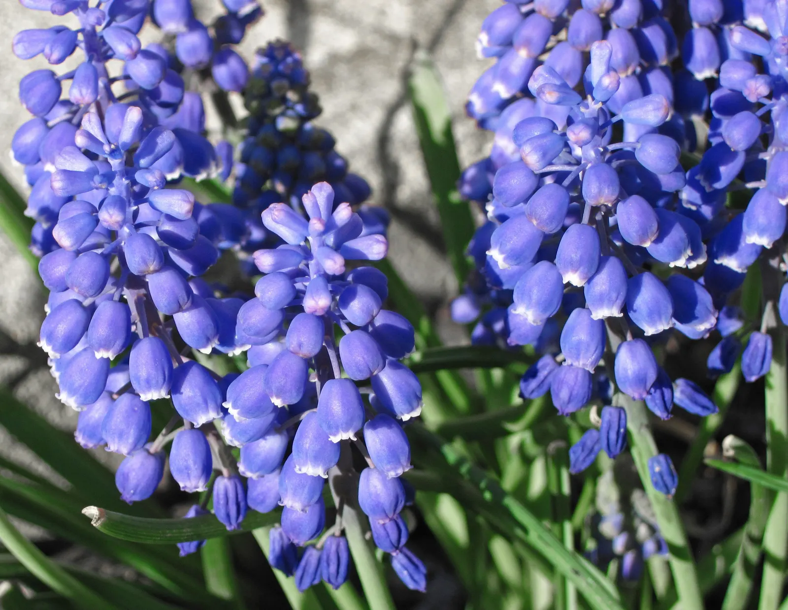 Grape Hyacinth (Muscari Armeniacum) — Each spike can grow to be 6 to 8 inches tall; blue flowers in the garden, image 217