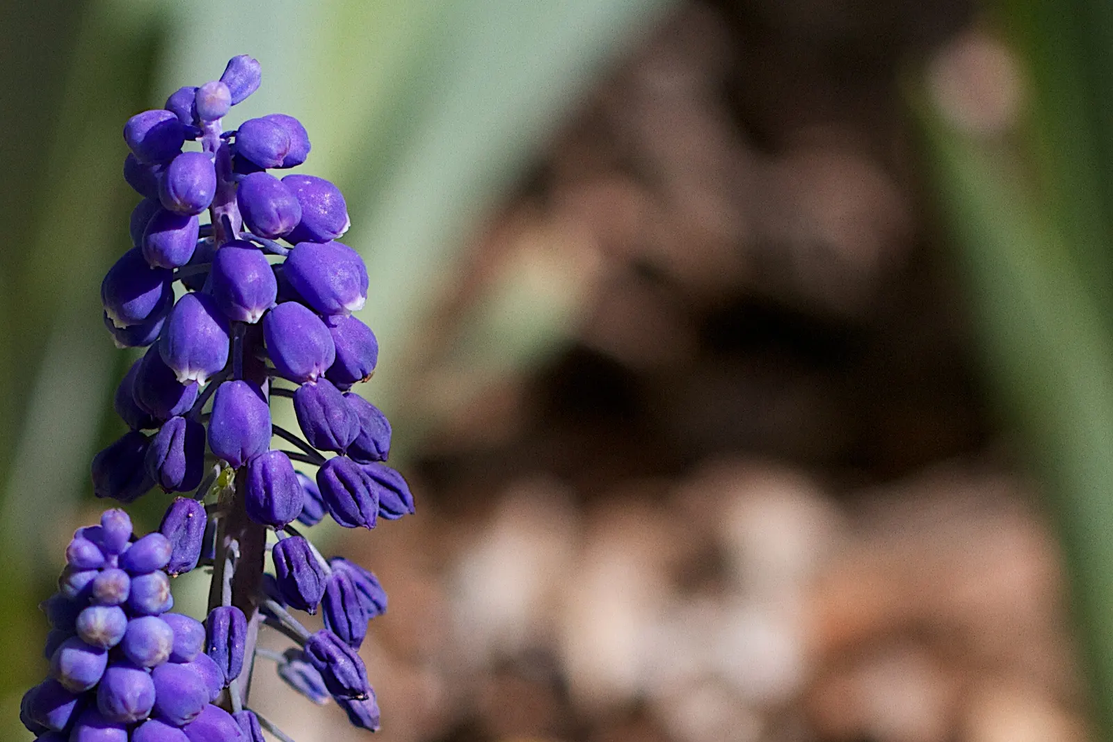 Grape Hyacinth (Muscari Armeniacum) — signifying an adaptability to a range of temperate climates; scientifically named Muscari armeniacum, image 195
