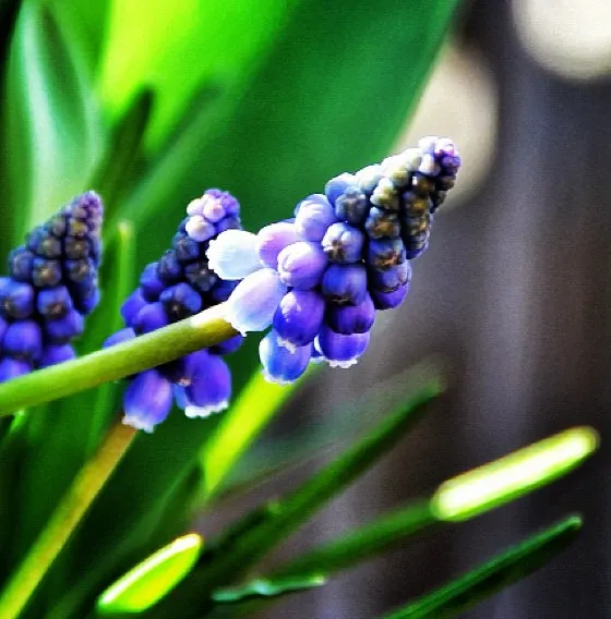 Grape Hyacinth (Muscari Armeniacum) — Muscari armeniacum naturalizes easily; multiplying and returning with a delightful show year after year