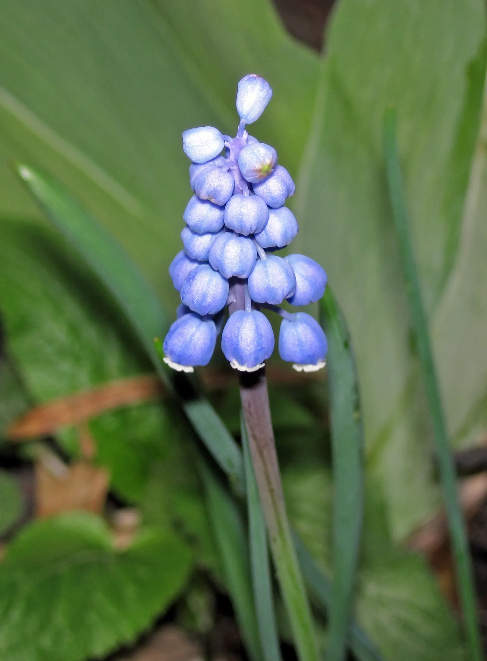 Grape Hyacinth (Muscari Armeniacum) — urn-shaped deep blue flowers resembling tiny grapes