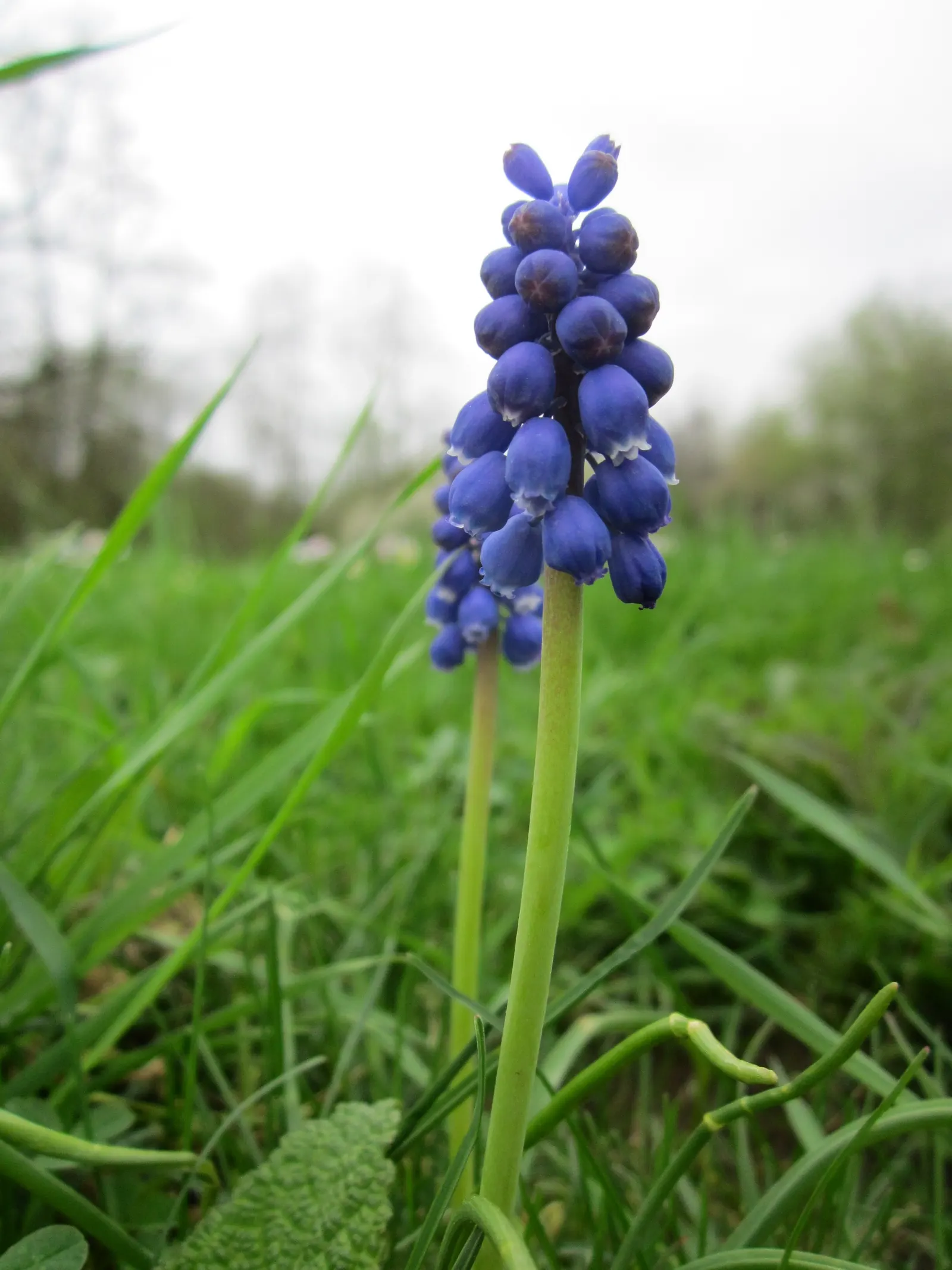 Grape Hyacinth (Muscari Armeniacum) — is a charming and resilient bulbous perennial that would make an excellent addition to your landscape design, image 144