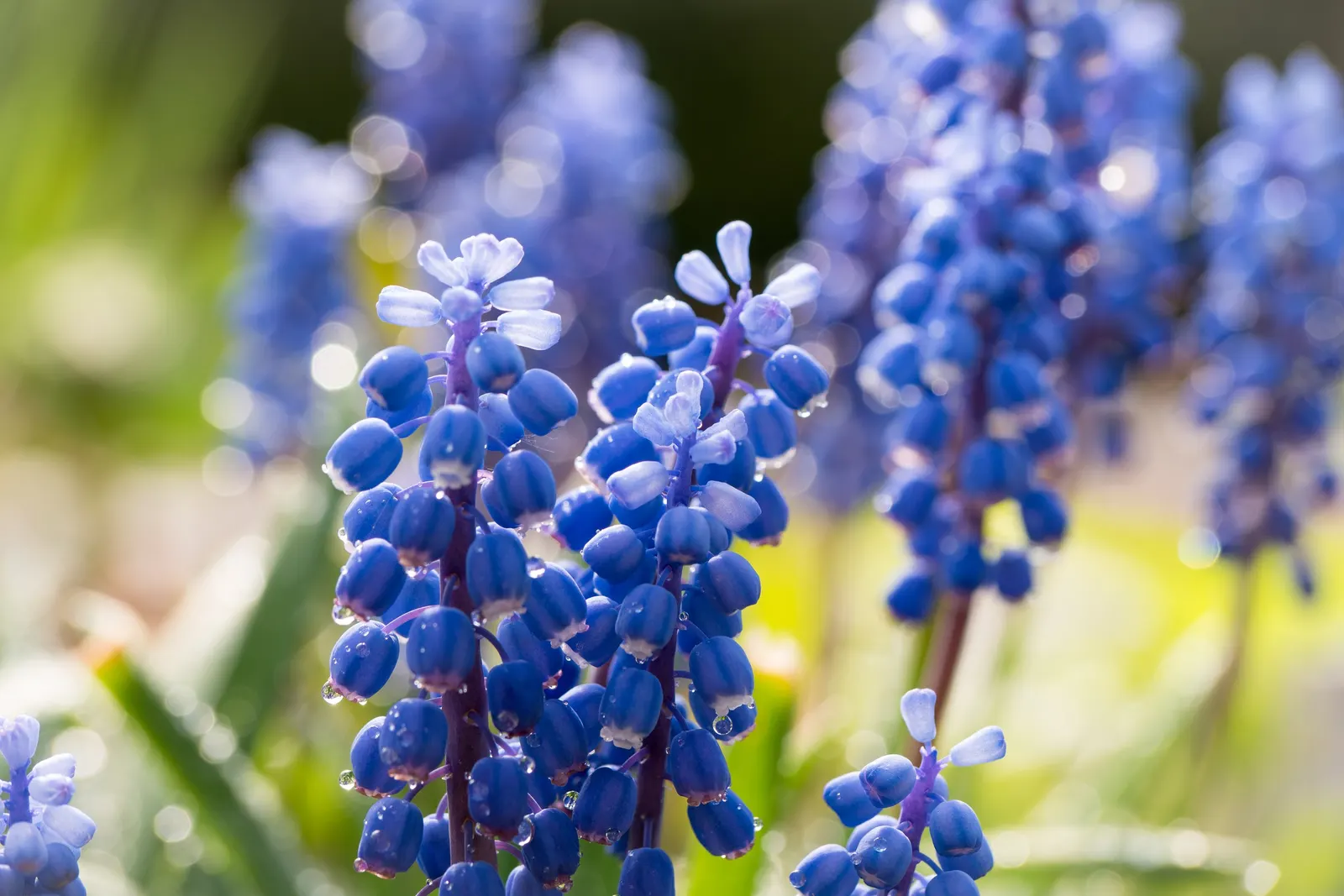 Grape Hyacinth (Muscari Armeniacum) — A planting depth of 3 to 4 inches is recommended to ensure optimal growth; each spike can grow to be 6 to 8, image 222