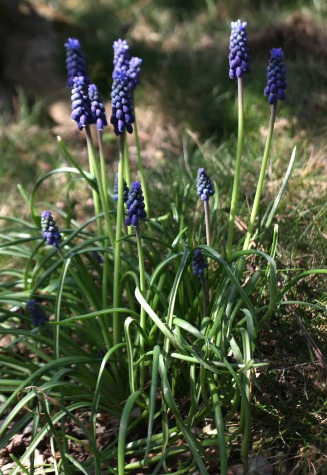 Grape Hyacinth (Muscari Armeniacum) — A planting depth of 3 to 4 inches is recommended to ensure optimal growth; each spike can grow to be 6 to 8, image 176
