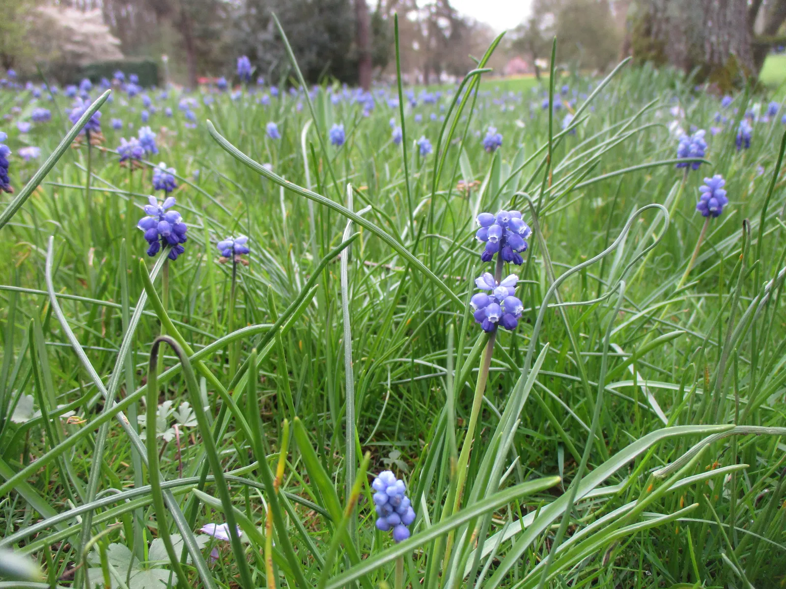Grape Hyacinth (Muscari Armeniacum) — bulb / ground cover with blue blooms; grape Hyacinths require marginal maintenance, image 68
