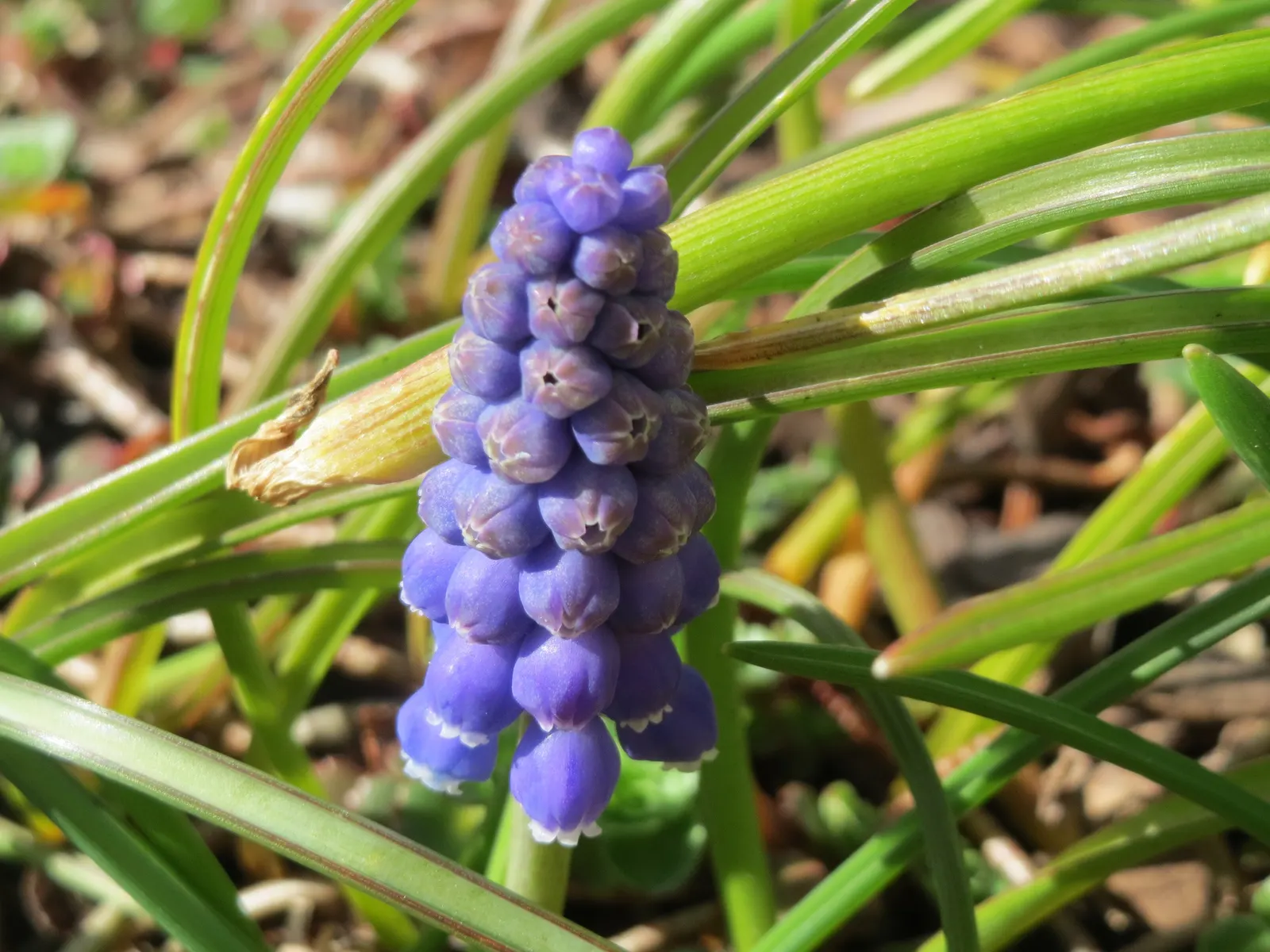 Grape Hyacinth (Muscari Armeniacum) — signifying an adaptability to a range of temperate climates; scientifically named Muscari armeniacum, image 80