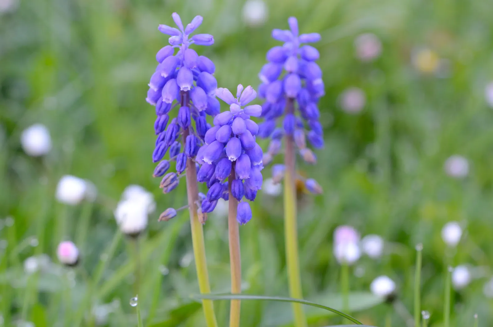Grape Hyacinth (Muscari Armeniacum) — adding a striking blue hue to borders and rock gardens