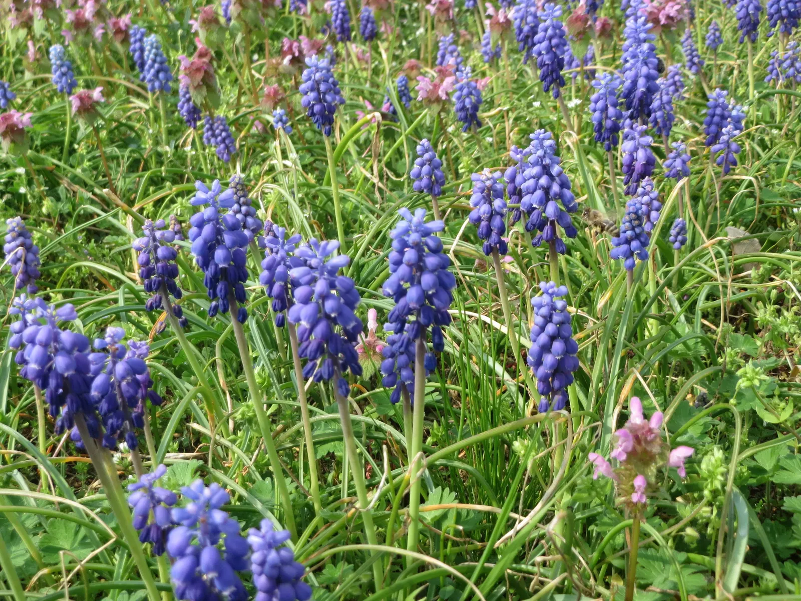 Grape Hyacinth (Muscari Armeniacum) — signifying an adaptability to a range of temperate climates; scientifically named Muscari armeniacum, image 126