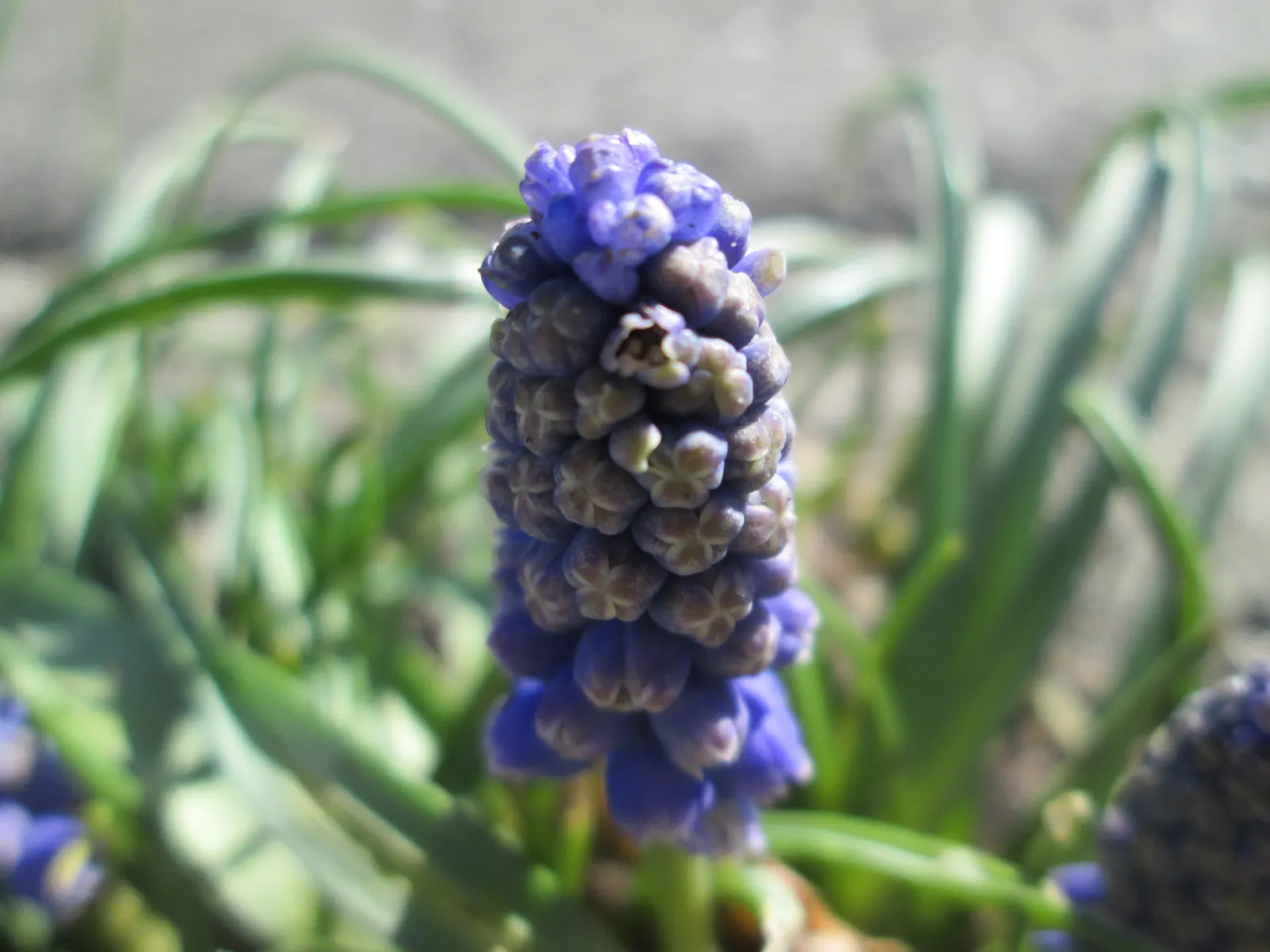 Grape Hyacinth (Muscari Armeniacum) — This plant is characterized by its densely clustered; bulb / ground cover for full or half, image 99