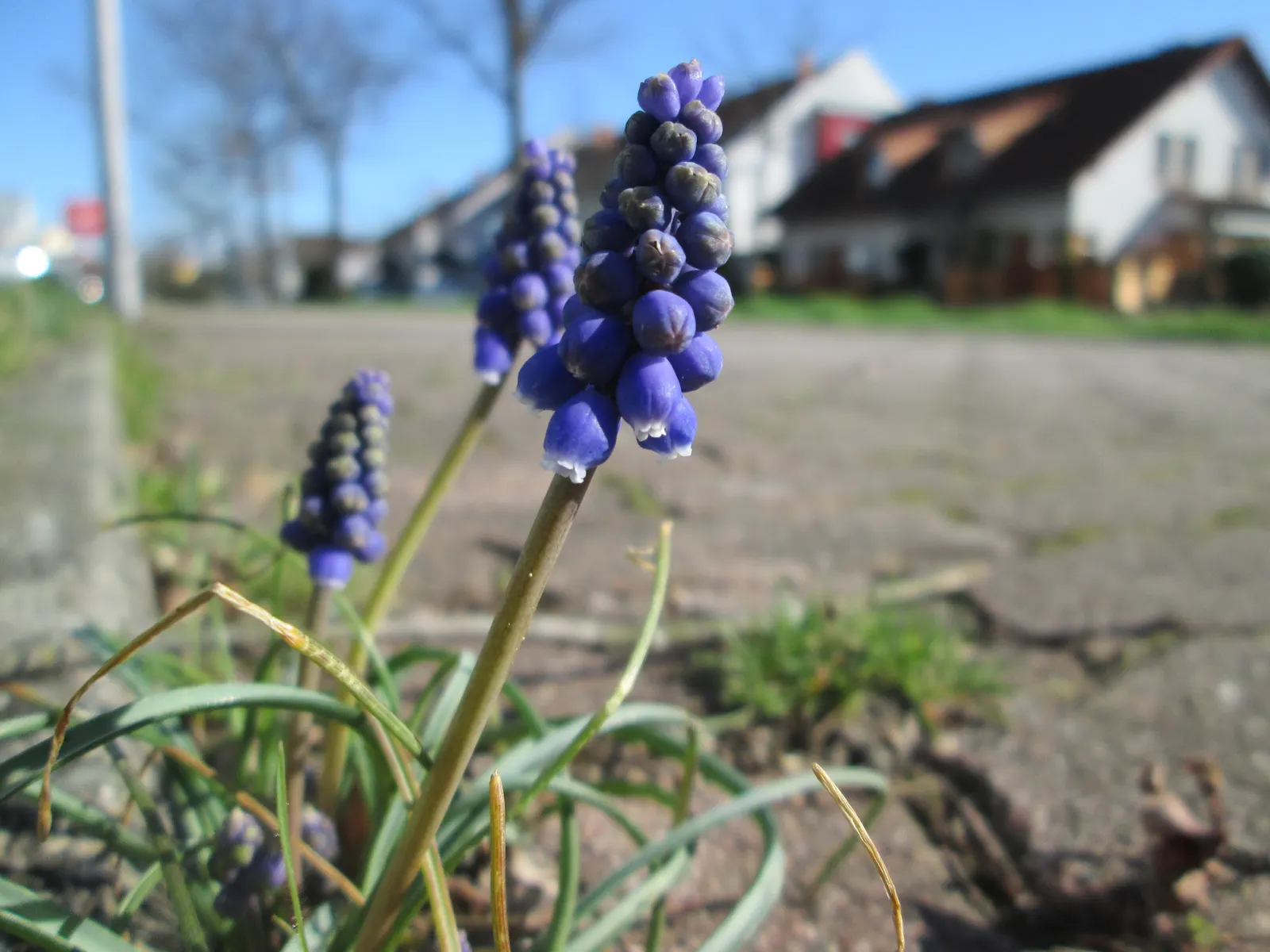Grape Hyacinth (Muscari Armeniacum) — They prefer full to partial sun exposure but it is worth noting they can tolerate light shade, image 127