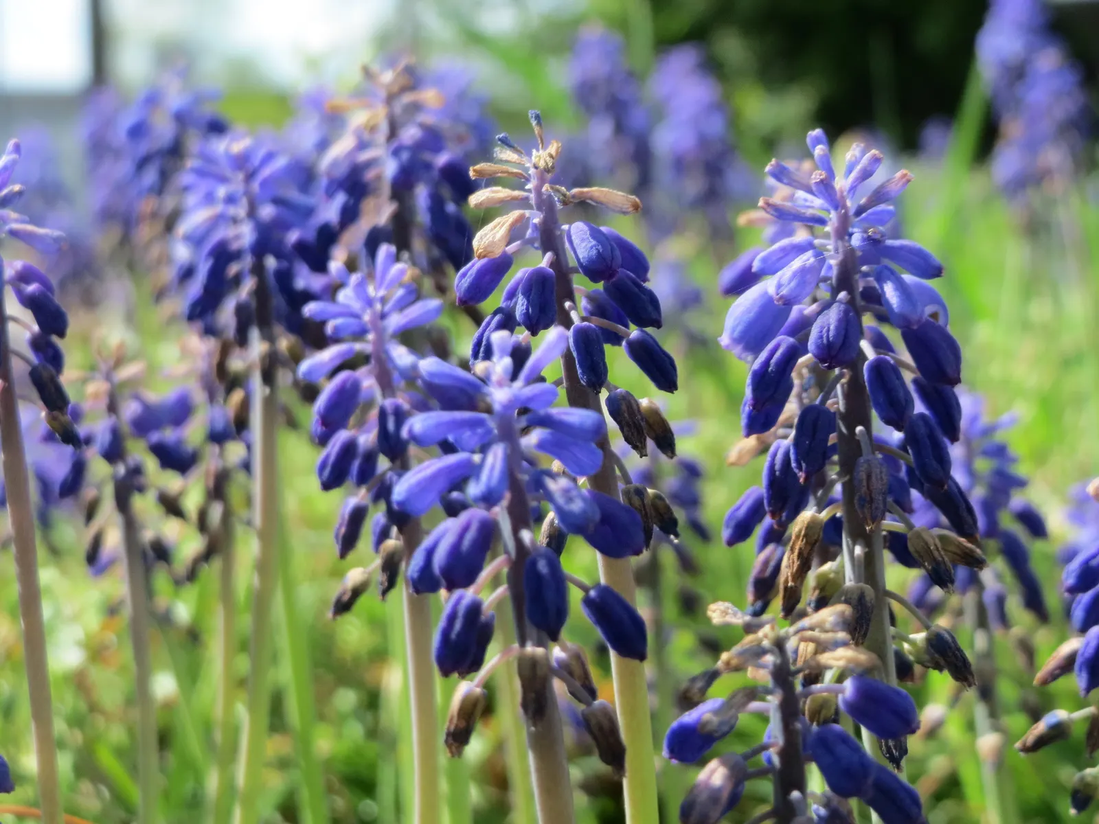 Grape Hyacinth (Muscari Armeniacum) — The plant reaches 6-9 inches in height and thrives in USDA zones 4-8, preferring full sun to partial shade, image 232