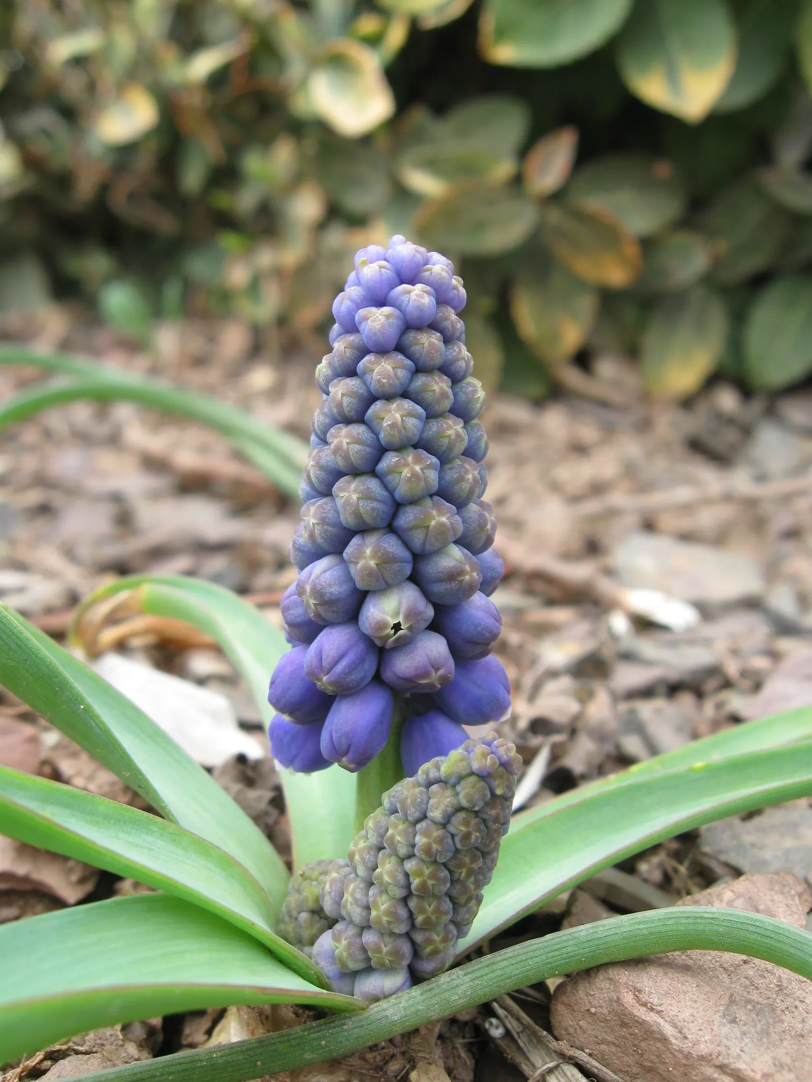Grape Hyacinth (Muscari Armeniacum) — blue flowers in the garden; is a charming and resilient bulbous perennial that would make an excellent, image 90