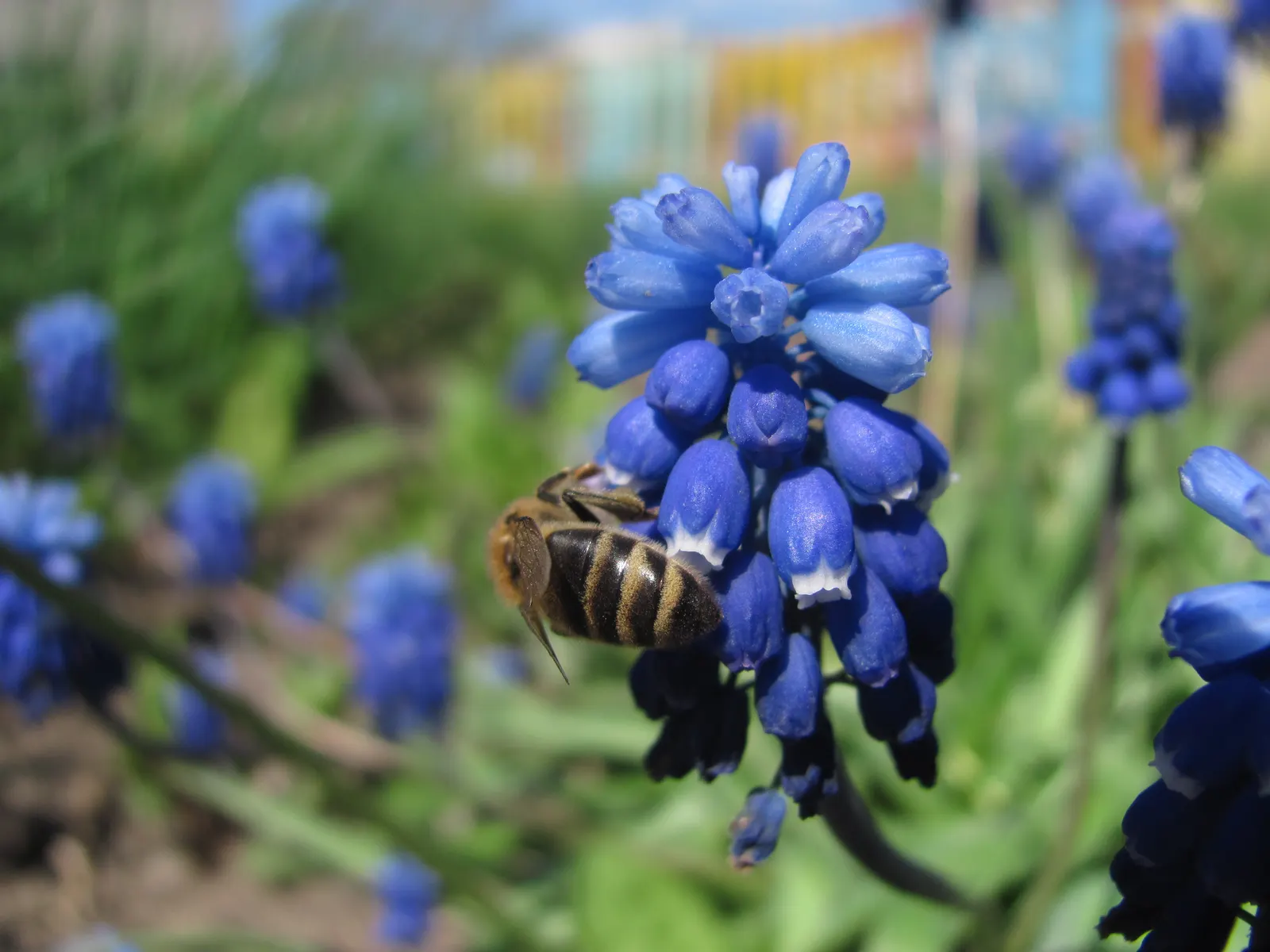 Grape Hyacinth (Muscari Armeniacum) — multiplying and returning with a delightful show year after year; urn-shaped deep blue flowers resembling, image 86