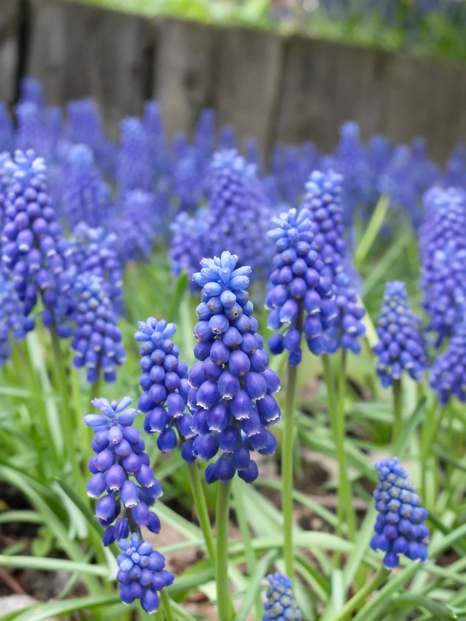Grape Hyacinth (Muscari Armeniacum) — This plant is characterized by its densely clustered; bulb / ground cover for full or half, image 145