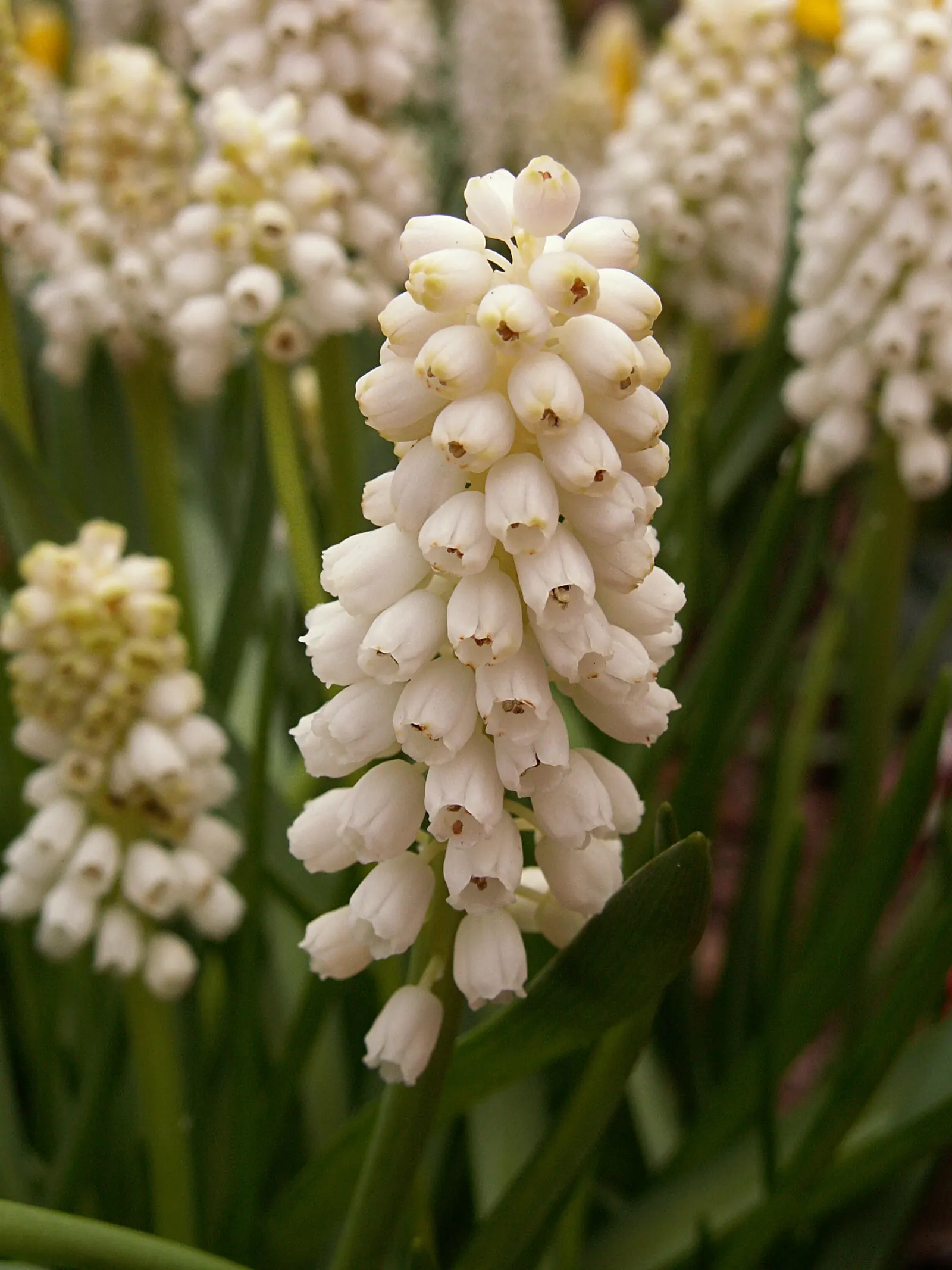 Grape Hyacinth (Muscari Armeniacum) — Once established, it requires minimal maintenance and is deer-resistant; the plant reaches 6-9 inches in, image 119