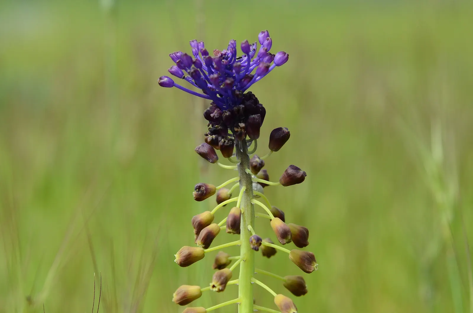 Grape Hyacinth (Muscari Armeniacum) — Muscari armeniacum naturalizes easily; multiplying and returning with a delightful show year after year, image 85