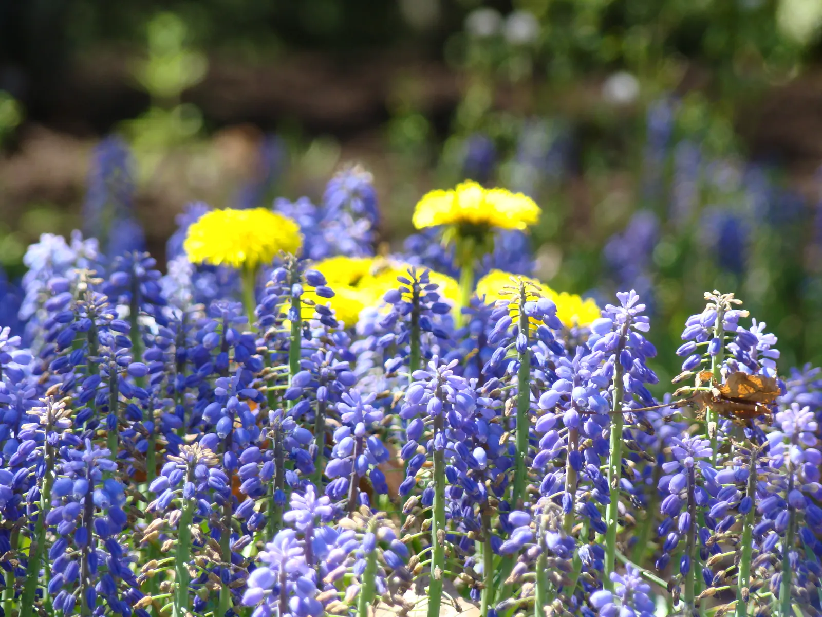 Grape Hyacinth (Muscari Armeniacum) — multiplying and returning with a delightful show year after year; urn-shaped deep blue flowers resembling, image 224