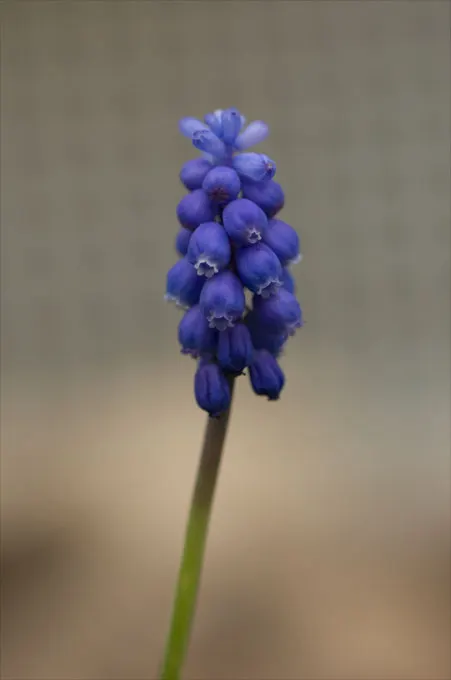 Grape Hyacinth (Muscari Armeniacum) — is a charming and resilient bulbous perennial that would make an excellent addition to your landscape design, image 213