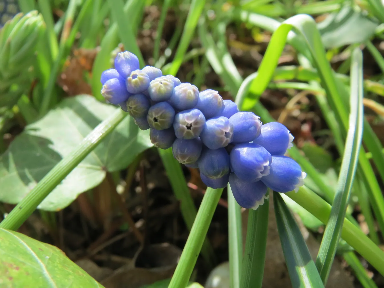 Grape Hyacinth (Muscari Armeniacum) — A planting depth of 3 to 4 inches is recommended to ensure optimal growth; each spike can grow to be 6 to 8, image 61