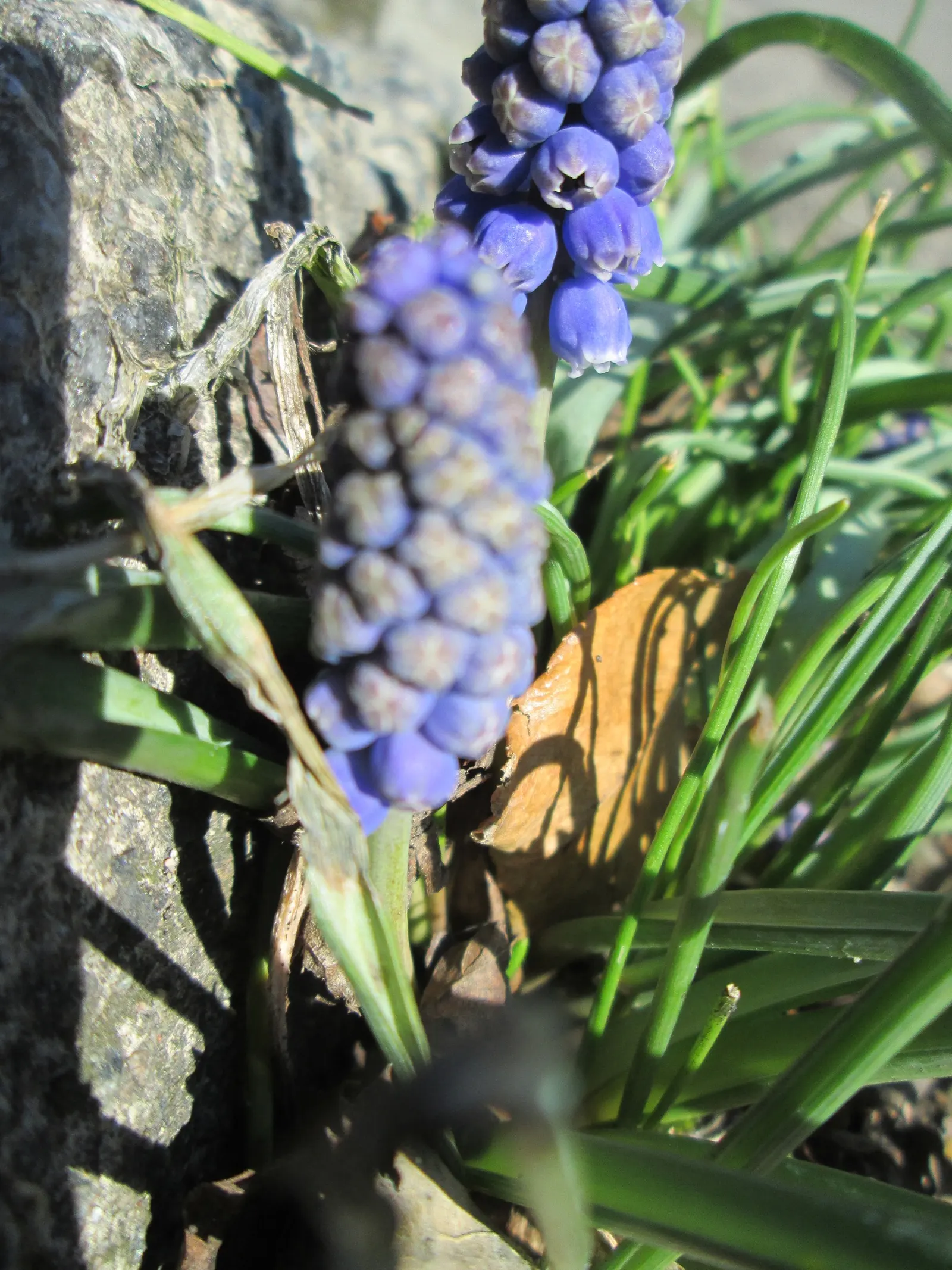 Grape Hyacinth (Muscari Armeniacum) — Each spike can grow to be 6 to 8 inches tall; blue flowers in the garden, image 79