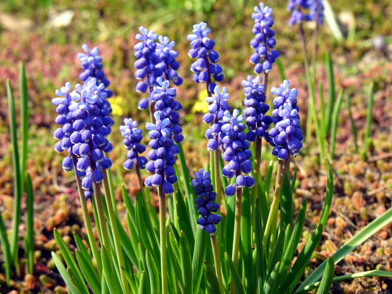 Grape Hyacinth (Muscari Armeniacum) — bulb / ground cover for full or half; offering a layered look of contrasting shapes and heights