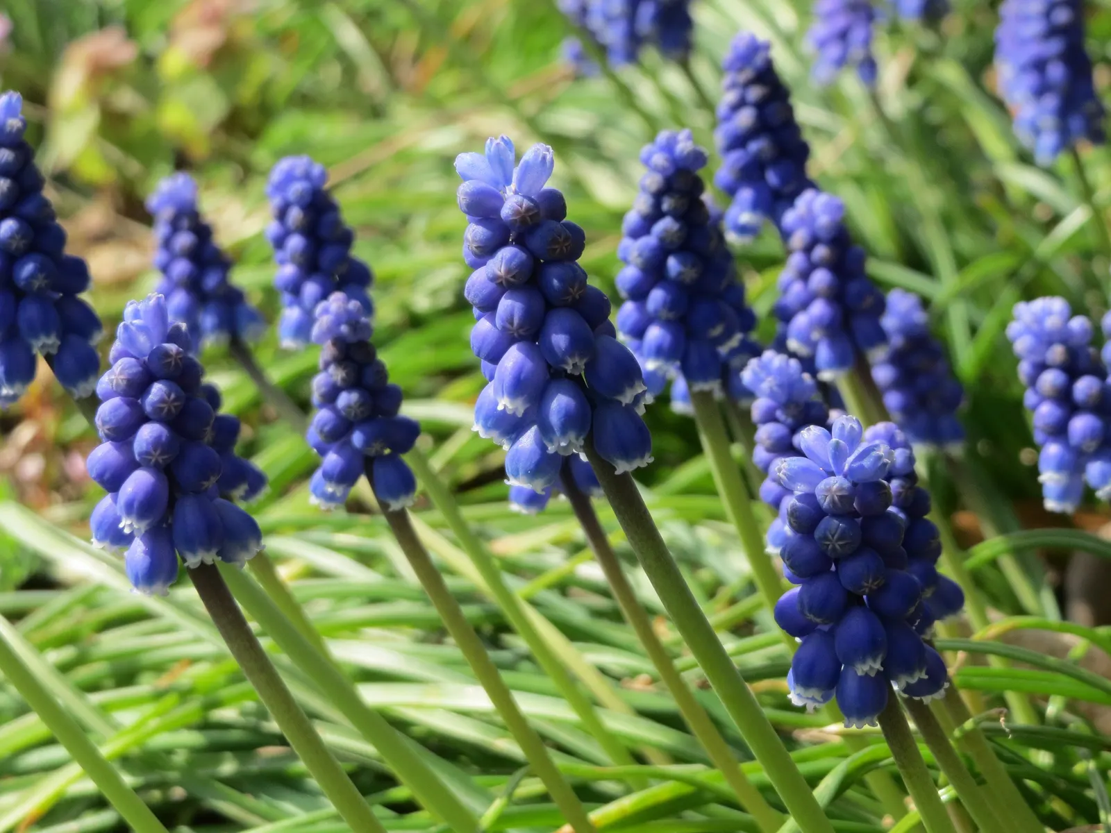 Grape Hyacinth (Muscari Armeniacum) — This plant is characterized by its densely clustered