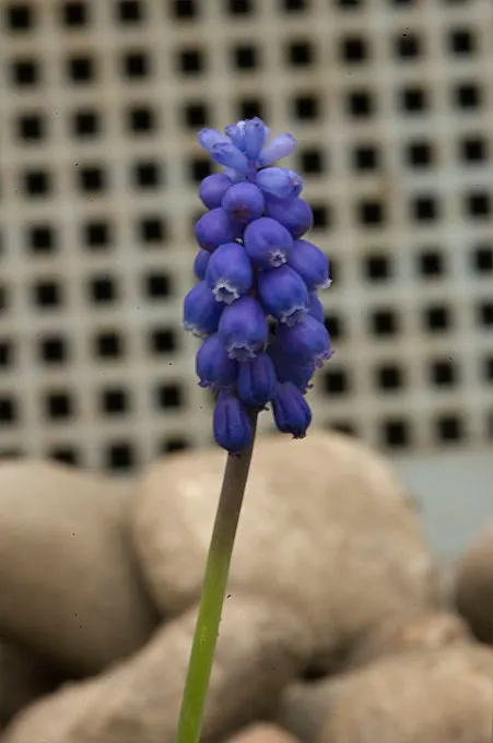 Grape Hyacinth (Muscari Armeniacum) — urn-shaped deep blue flowers resembling tiny grapes; once established, it requires minimal maintenance and is