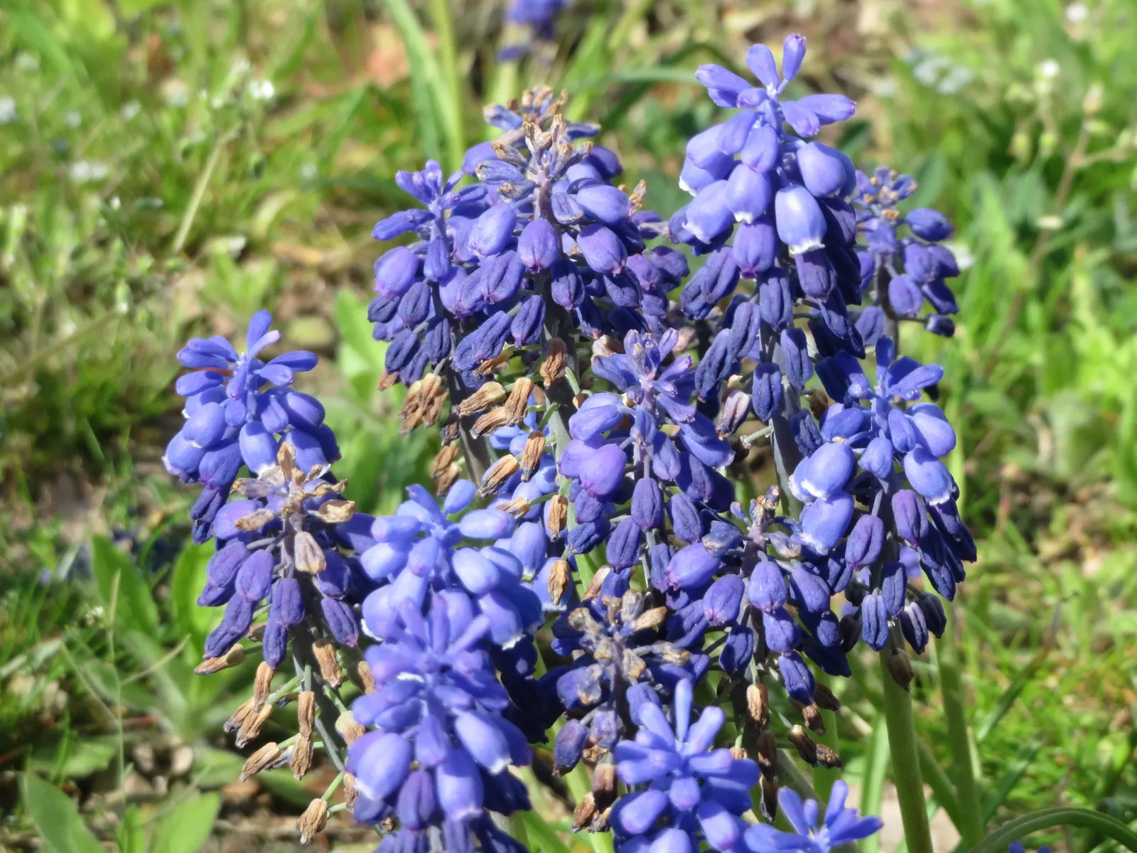 Grape Hyacinth (Muscari Armeniacum) — Each spike can grow to be 6 to 8 inches tall; blue flowers in the garden, image 194