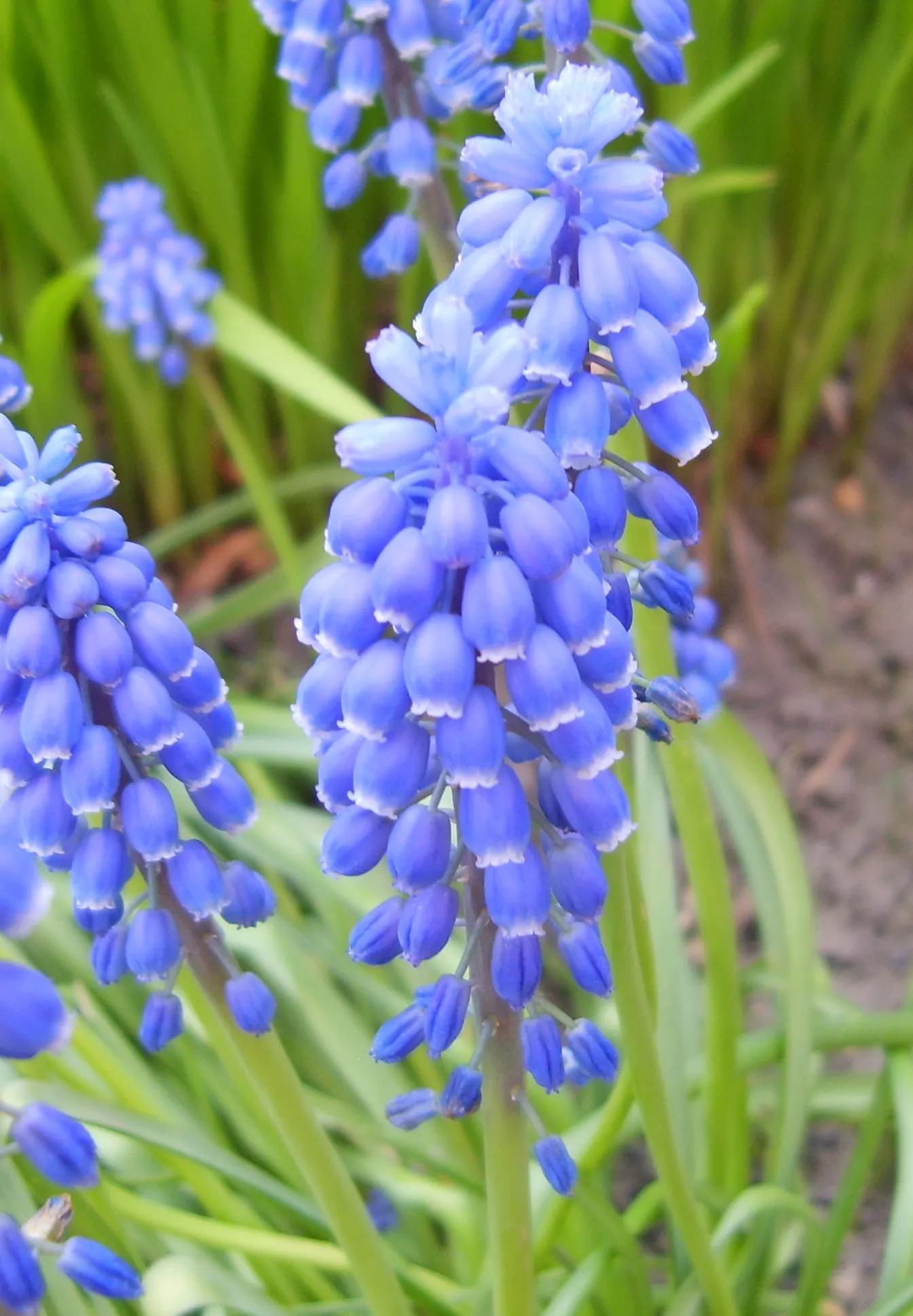 Grape Hyacinth (Muscari Armeniacum) — adding a striking blue hue to borders and rock gardens; signaling the arrival of spring, image 118