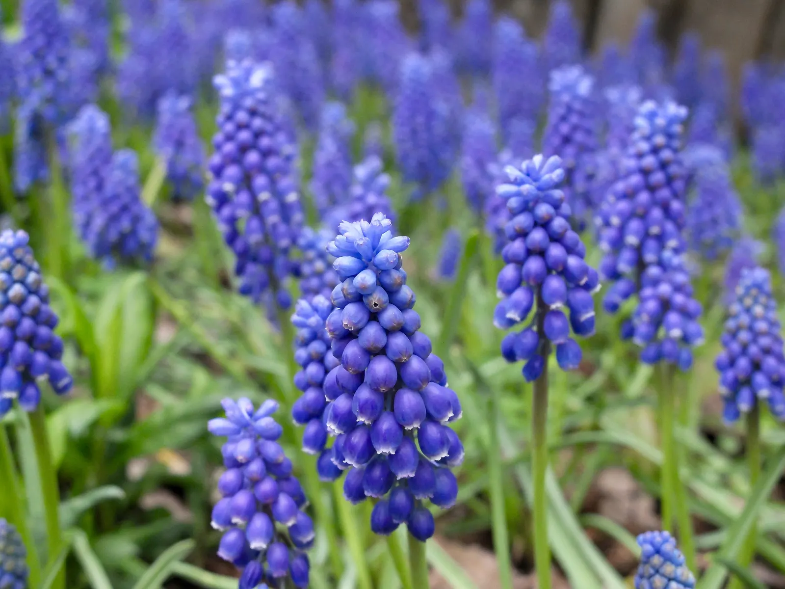 Grape Hyacinth (Muscari Armeniacum) — Each spike can grow to be 6 to 8 inches tall; blue flowers in the garden, image 148