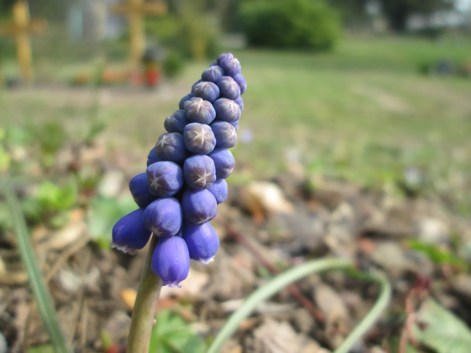 Grape Hyacinth (Muscari Armeniacum) — that bloom in a striking deep cobalt blue with a purplish tinge; making them an effortless choice for both, image 193